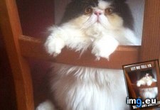 Tags: favorite, funny, picture (Pict. in My r/FUNNY favs)