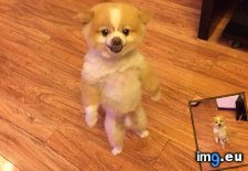Tags: apparently, funny, haircut, hind, leg, pomeranian, standing, upset, walking (Pict. in My r/FUNNY favs)