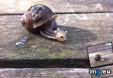 Tags: debris, face, funny, garden, piece, small, snail, stuck, terrified (Pict. in My r/FUNNY favs)