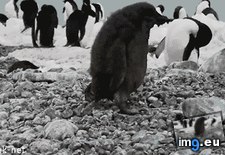 Tags: deal, funny, life, sums (GIF in My r/FUNNY favs)