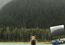 Tags: alaska, dog, funny, glacier, picture, portage (Pict. in My r/FUNNY favs)