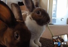 Tags: bunnies, funny, leaf, one, two (GIF in My r/FUNNY favs)