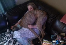 Tags: adopted, dog, funny, greyhound, lap, months, race, track, two, understand (Pict. in My r/FUNNY favs)