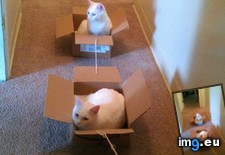 Tags: cats, funny, walking (Pict. in My r/FUNNY favs)