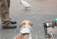 Tags: bow, duck, funny, met, nonchalant, nose, pecked, teddy, tie, waddled, wearing (Pict. in My r/FUNNY favs)