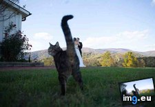 Tags: awesome, barn, cat, funny, outdoors, photo, photobomb, wedding (Pict. in My r/FUNNY favs)