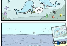 Tags: funny, time, whale (Pict. in My r/FUNNY favs)