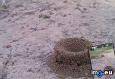 Tags: ants, coliseum, for, funny (Pict. in My r/FUNNY favs)