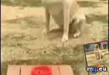 Tags: funny, kind, sorcery (GIF in My r/FUNNY favs)