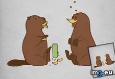 Tags: beaver, funny, platypus, seduces (Pict. in My r/FUNNY favs)