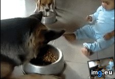 Tags: food, funny, share (GIF in My r/FUNNY favs)
