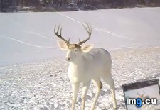 Tags: antlers, deer, funny, shedding, surprised, white (GIF in My r/FUNNY favs)