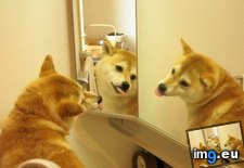 Tags: funny, girls, mirror, white (Pict. in My r/FUNNY favs)