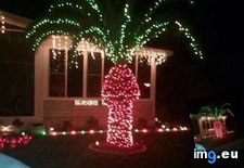 Tags: christmas, floridians, funny, lights, palm, put, trees, why (Pict. in My r/FUNNY favs)