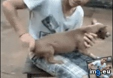 GIF #Funny #Gifs #Favorite #All #One #Time, 4044287B – My r/FUNNY favs