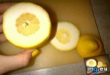 Tags: funny, lemon, worst (Pict. in My r/FUNNY favs)