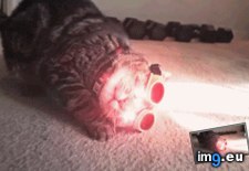 Tags: cat, cyclops, funny (GIF in My r/FUNNY favs)