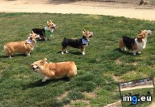 Tags: corgi, dog, funny, guess, one (Pict. in My r/FUNNY favs)
