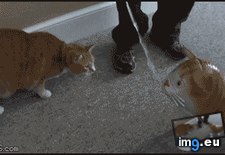 Tags: float, funny, lies, throne (GIF in My r/FUNNY favs)
