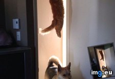 Tags: cat, funny, guys, run, see, you (Pict. in My r/FUNNY favs)