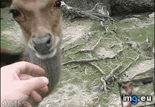 Tags: deer, funny, gentle, you (GIF in My r/FUNNY favs)