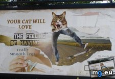 Tags: cat, funny, love (Pict. in My r/FUNNY favs)