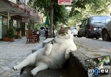 Tags: are, cat, cats, check, funny, istanbul, neighborhood, out, pussies (Pict. in My r/FUNNY favs)