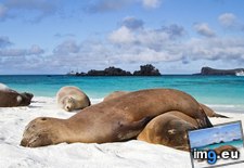 Tags: ecuador, galapagos, lions, sea (Pict. in Beautiful photos and wallpapers)