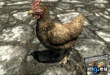 Tags: actual, advice, avian, gaming, skyrim (Pict. in My r/GAMING favs)