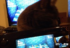Tags: cat, essential, gaming, owning, why, wiiu (Pict. in My r/GAMING favs)