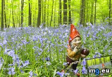 Tags: garden, gnome (Pict. in Beautiful photos and wallpapers)