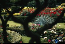 Tags: garden, peacock (Pict. in National Geographic Photo Of The Day 2001-2009)