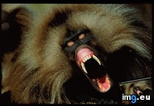 Tags: fangs, gelada (Pict. in National Geographic Photo Of The Day 2001-2009)
