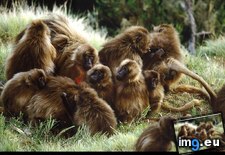 Tags: gang, gelada, grooming (Pict. in National Geographic Photo Of The Day 2001-2009)