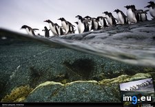 Tags: colony, gentoo, penguin (Pict. in National Geographic Photo Of The Day 2001-2009)