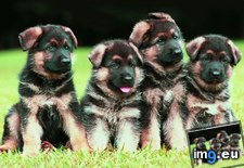 Tags: cute, german, puppies, shepherd (Pict. in Cute Puppies)