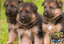 Tags: german, puppies, shepherd (Pict. in Cute Puppies)