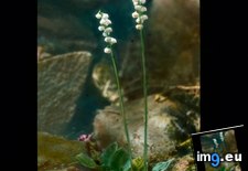 Tags: bloom, common, flower, germany, kleines, minor, pyrola, study, wintergreen, wintergrun (Pict. in Branson DeCou Stock Images)