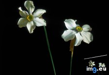 Tags: bloom, flower, germany, narcissus, poeticus, study (Pict. in Branson DeCou Stock Images)