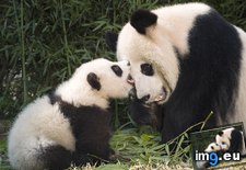 Tags: china, cub, giant, panda, playing (Pict. in Beautiful photos and wallpapers)