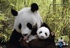 Tags: china, cub, giant, nature, panda, reserve, wolong (Pict. in Beautiful photos and wallpapers)