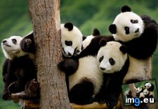 Tags: bing, china, cubs, giant, national, nature, panda, province, reserve, sichuan, wolong (Pict. in Best photos of March 2013)