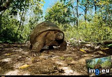 Tags: giant, tortoise (Pict. in National Geographic Photo Of The Day 2001-2009)