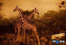 Tags: 990x742, animals, giraffes, herd, kenya (Pict. in Random images)