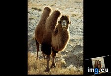 Tags: bactrian, camel, gobi (Pict. in National Geographic Photo Of The Day 2001-2009)