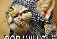 Tags: cat, funny, god, meme (Pict. in Rehost)