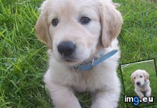 Tags: golden, pup, retriever (Pict. in Cute Puppies)