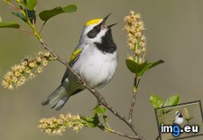 Tags: golden, michigan, warbler, winged (Pict. in Beautiful photos and wallpapers)