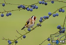 Tags: blackthorn, goldfinch, tree (Pict. in Beautiful photos and wallpapers)
