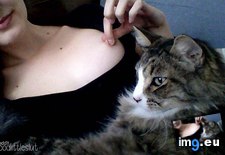 Tags: bed, bonus, boobies, cat (Pict. in My r/GONEWILD favs)